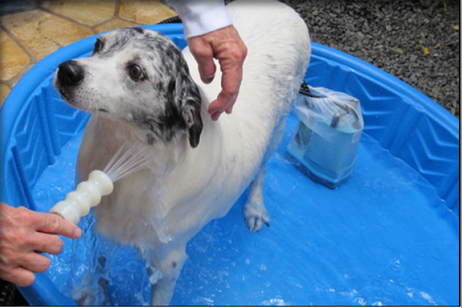 fundraiser dog wash